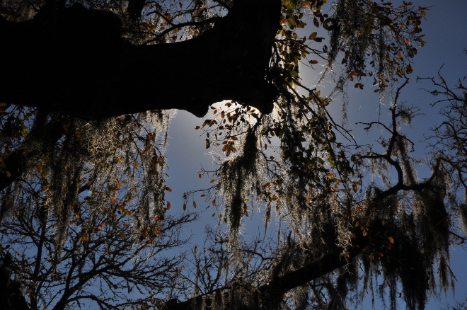 mossy trees
